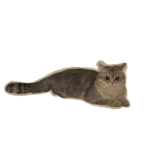 British Shorthair Cat Sticker