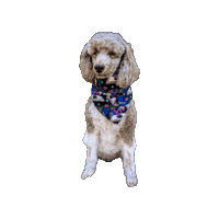 Poodle Sticker by Geekster Pets