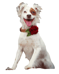 Puppy Love Dog Sticker by Diggs Pet