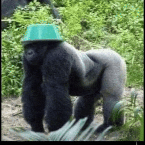 citot121 giphyattribution GIF