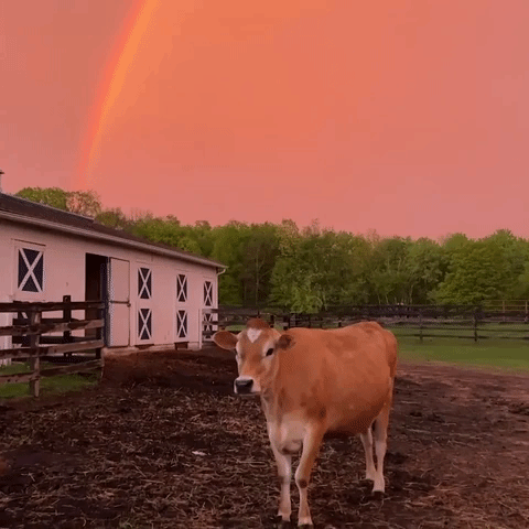 Farm Animals Chill Under Double Rainbow