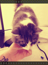cat pet GIF
