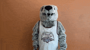 Get Excited Wolf Pack GIF by Cardinal Stritch University