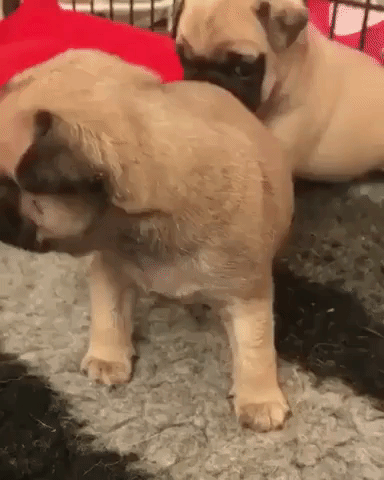 Adorable Pug Puppies Attempt to Bark