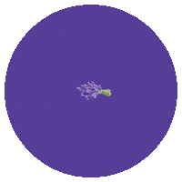 Sage Lavender Sticker by Nail Alliance