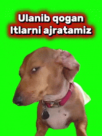 Mol Pres GIF