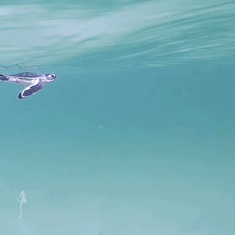 Zeroeye giphyupload ocean sea miami GIF