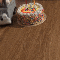 Birthday Straykids GIF