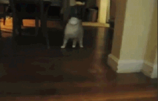cat walking blind GIF