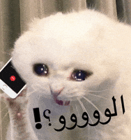 Cat Crying GIF