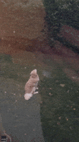 Golden Retriever Puppy Peacefully Watches First Snowfall