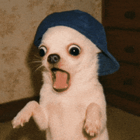 chiroroharu dog surprise puppy huh GIF