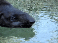 Confused Water GIF by DIIMSA Stock