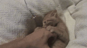 cat stick up GIF by Cheezburger