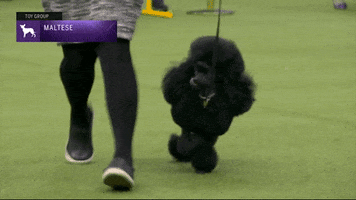 Dogs Maltese GIF by Westminster Kennel Club