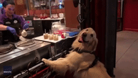 Candy Apple Cute: Dog Overjoyed to Witness Sweet Treat Being Made at Disney World
