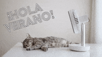 ¡Hola Verano!