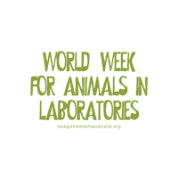 BeagleFreedomAustralia love cat heart dog Sticker