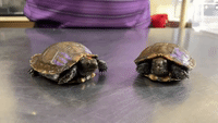 22 Critically Endangered Tortoises Hatch at San Antonio Zoo