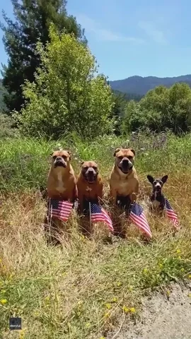 4th of july, cachorros fofos com bandeiras americanas