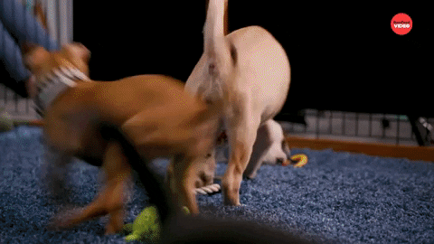 Puppies Kitties GIF by BuzzFeed