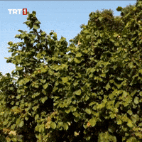 Fresh Air Tree GIF by TRT
