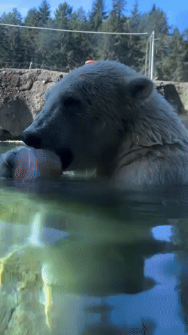 Polar Bear Enjoys Frozen Fish Pop on First Day of Spring