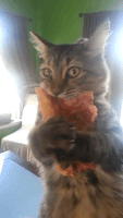 Crazy Kitten Steals Pizza