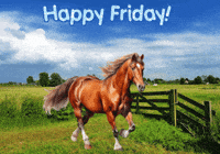 Horses Expressions GIF