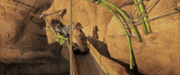 the wild life GIF by Lionsgate