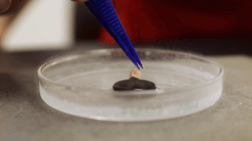 physics spinning GIF by SEMissouriState