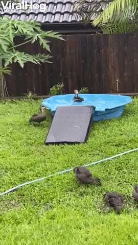 Orphaned Ducks Enjoying Underwater Zoomies