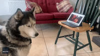 Barking From Home: Dog Best Friends 'Chat' On Video Call During Lockdown