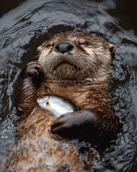 Art Sleeping GIF