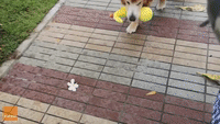 Dog Dons Raincoat and Plays With Rubber Duck ... and They Were All Yellow