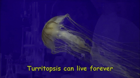 yaronzilberstein giphygifmaker GIF