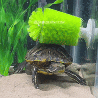 theaquaticrealm turtle funny animals cute animals aquarium GIF