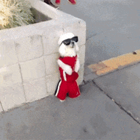 Dog Star GIF