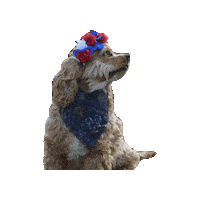 Cocker Spaniel Lady Sticker by Geekster Pets