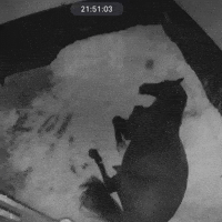 Tired Sleep GIF