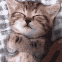 Tired Cat GIF