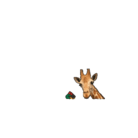 MelanatedSafaris giphygifmaker luxury africa giraffe Sticker