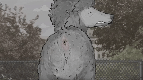 season 1 cats GIF by Animals