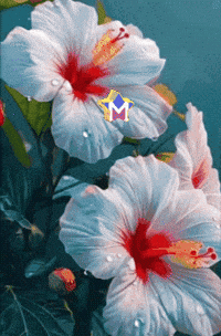 Amigos Flores GIF by Murcianys LLC