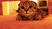 scared cat GIF