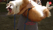 Puppy Corgis GIF by BuzzFeed
