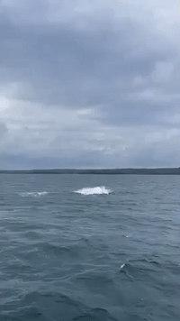 Whale Calf and Mother Frolic in Australian Bay