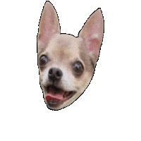 Dog Sticker