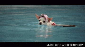 chihuahua swimming GIF