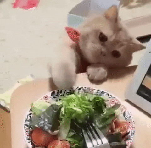 Video gif. A cat reaches up to a table and paws his owner's salad before sampling the dressing from his paw.